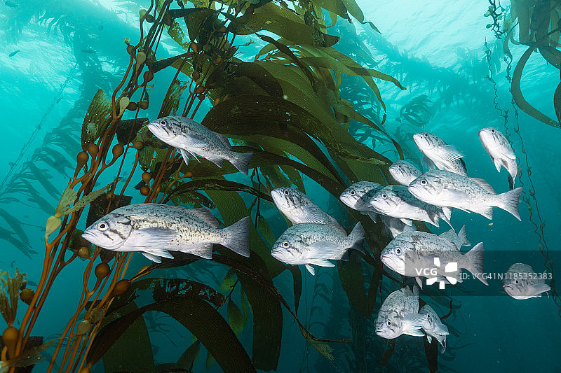 海带森林中的蓝色石斑鱼图片素材