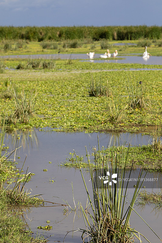 非洲湿地芦苇与水生植物，背景有鸟类图片素材