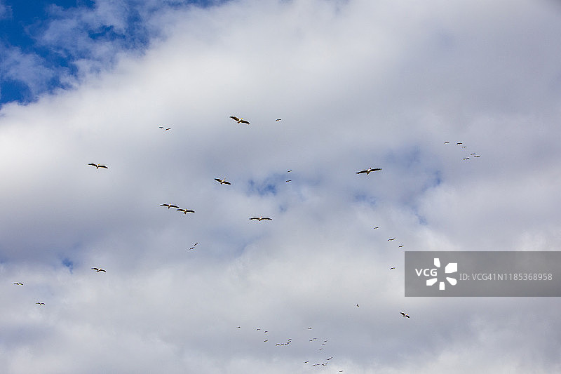 沐浴在阳光下飞翔的大白鹈鹕图片素材