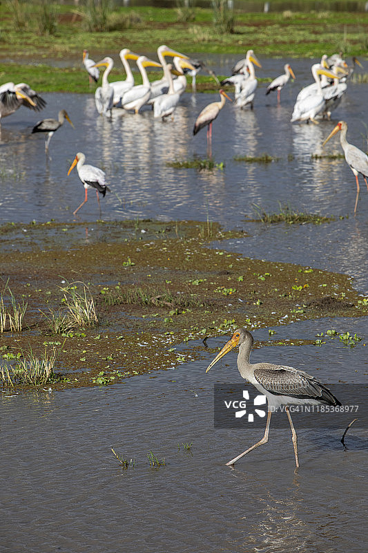 在湿地觅食的水鸟图片素材