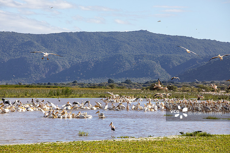 鹈鹕和鹳的湿地广阔景色图片素材
