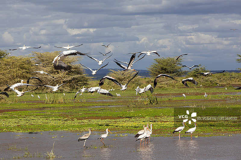 非洲湿地中飞翔的黄嘴鹳群图片素材