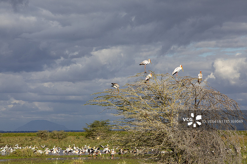 在阳光下暴风雨天空下的黄嘴鹳图片素材