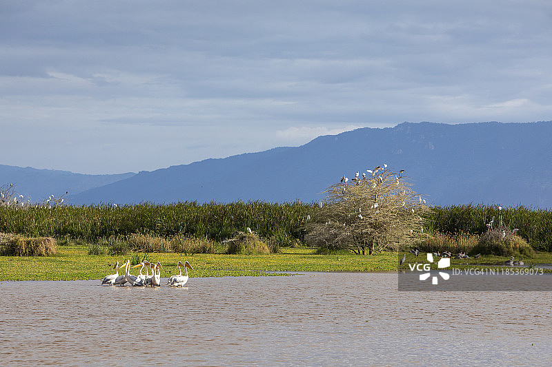 非洲湿地鸟类景观图片素材