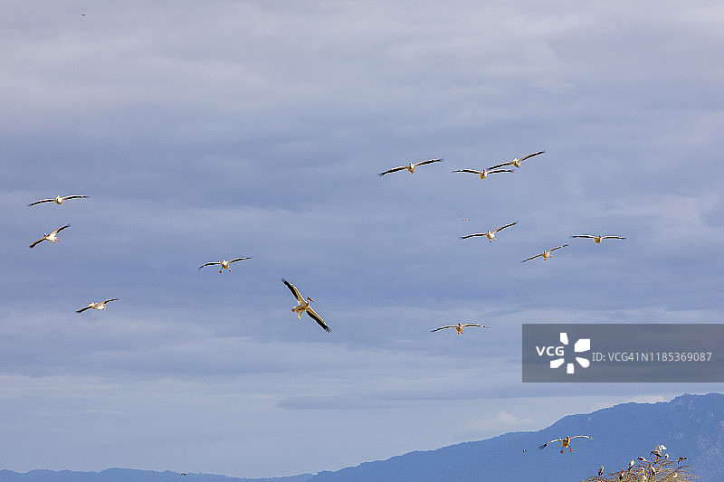 飞翔的大白鹈鹕群与乌云图片素材