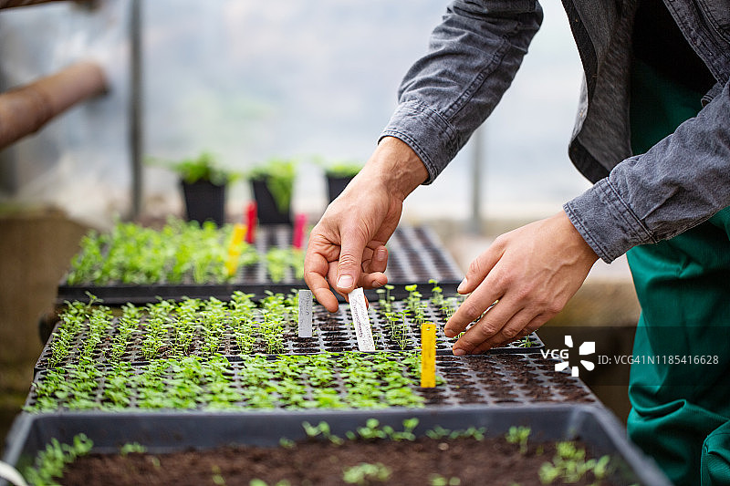 在现代温室工作的园丁图片素材