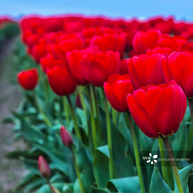 红色花朵图片素材