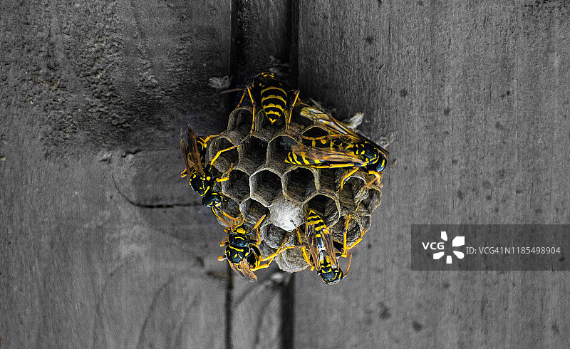 黄蜂蜂巢图片素材