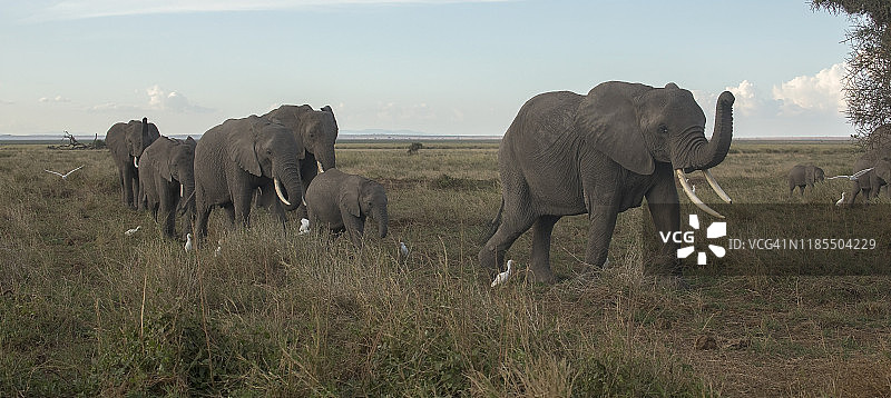 象群穿越稀树草原图片素材