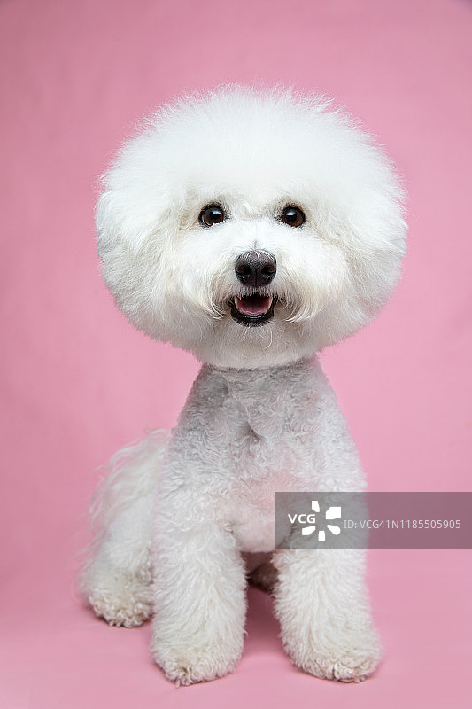 比熊犬图片素材