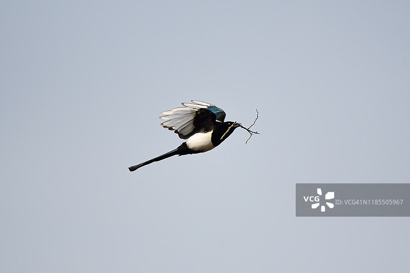 喜鹊衔枝图片素材