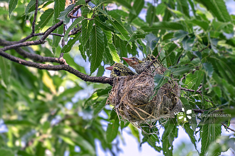 等待母黄鹂的小黄鹂图片素材