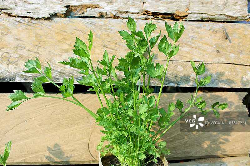 芹菜植株图片素材