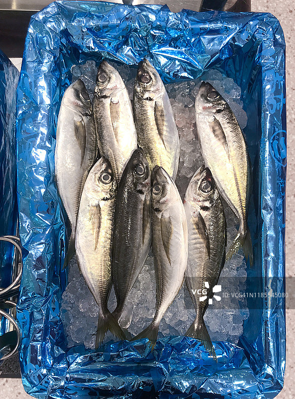 熊本县产新鲜竹荚鱼冷藏保鲜图片素材