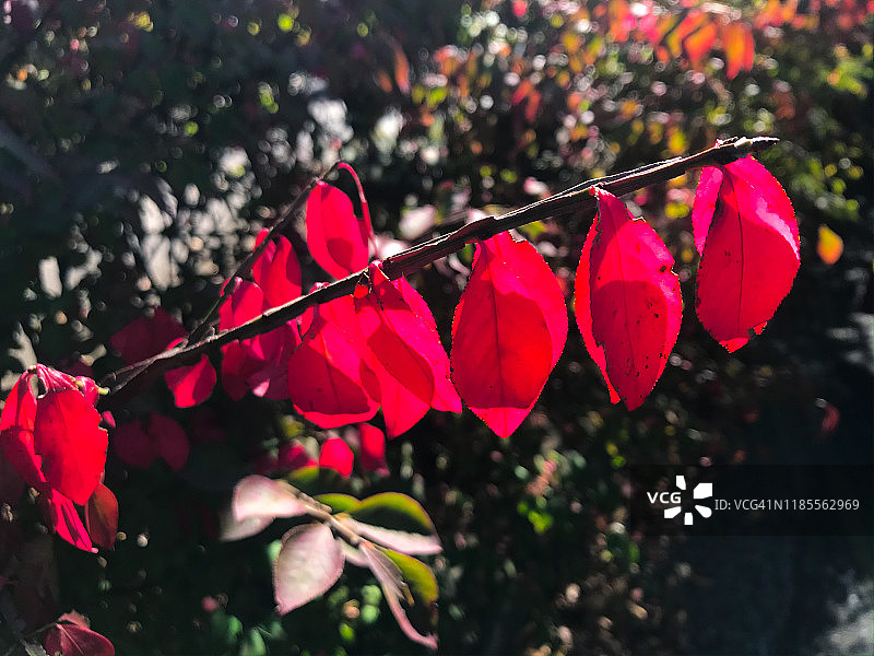 十一月的燃烧的灌木图片素材