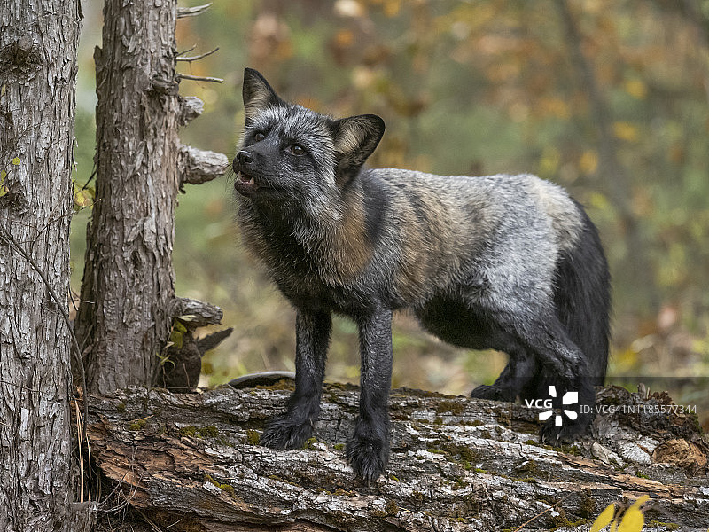 站在树干上的十字狐图片素材