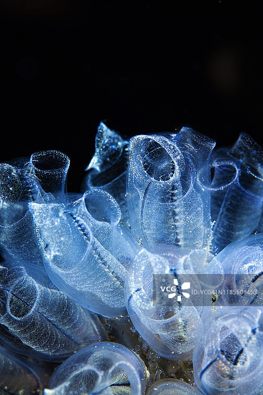 海洋生物：水下晶体海鞘图片素材
