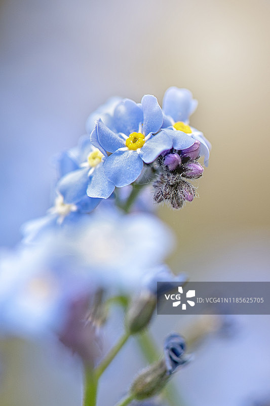 蓝色勿忘我春季花朵特写图片素材