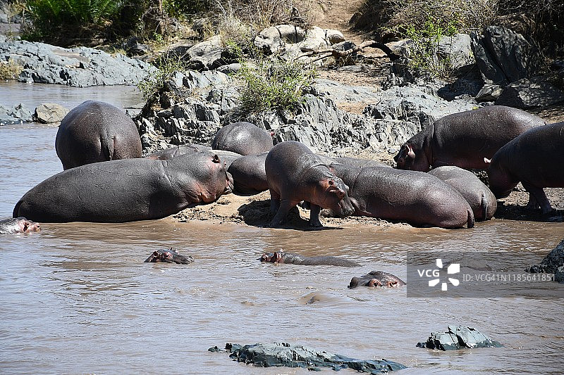 塞伦盖蒂国家公园的河马池图片素材