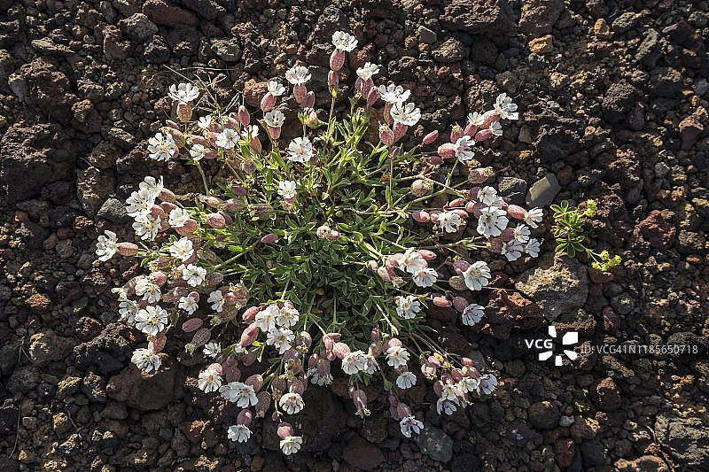 冰岛西部斯奈山半岛黑色熔岩土壤上的海石竹图片素材