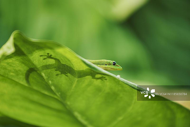 金尘日间壁虎（Phelsuma laticauda）在树叶上，夏威夷瓦胡岛，夏威夷州，美国图片素材