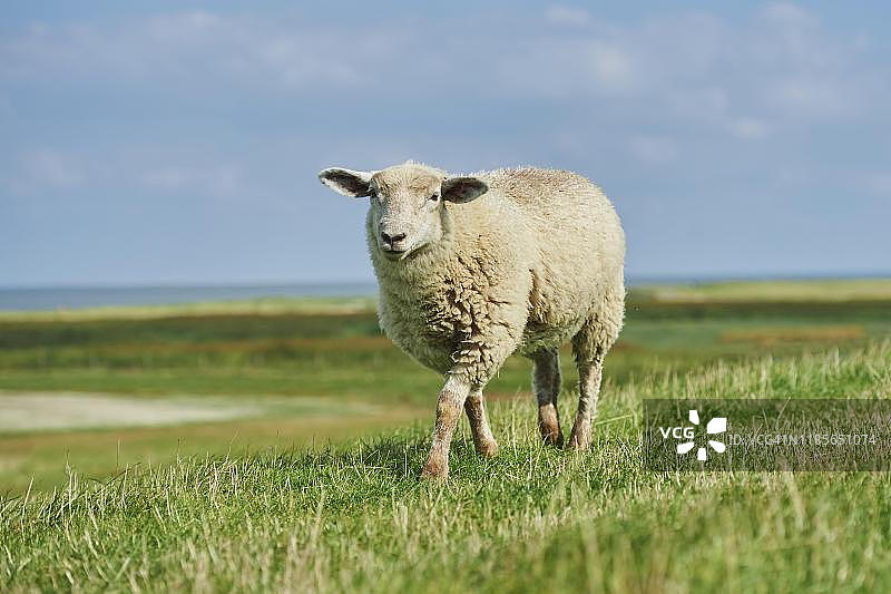 在德国下萨克森州东弗里西亚北海盐沼上行走的家养绵羊(绵羊)图片素材