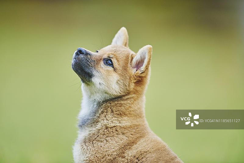 德国柴犬幼犬动物肖像图片素材