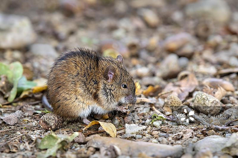 正在进食的条纹田鼠图片素材
