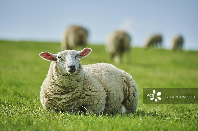 德国北海盐沼上的家养绵羊图片素材