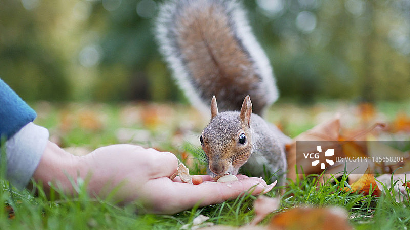 年轻女子在公园里伸手喂松鼠图片素材
