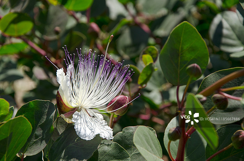 水瓜果花，意大利西西里岛伊奥利亚群岛萨利纳图片素材
