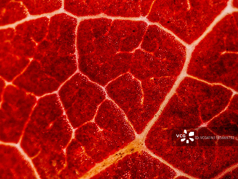 红黄色秋叶特写，极端微距显微照片图片素材