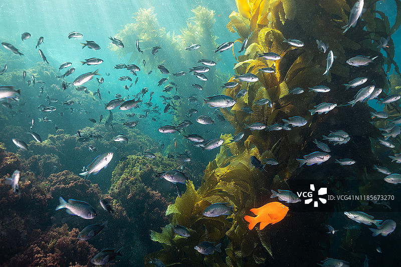 凯尔普加里波第在赌场点潜水公园图片素材