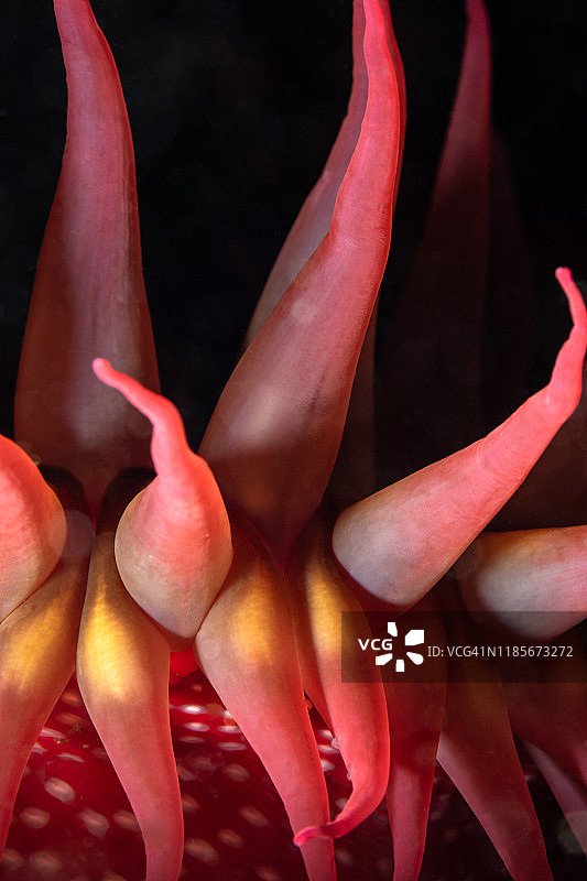 海葵触手特写图片素材