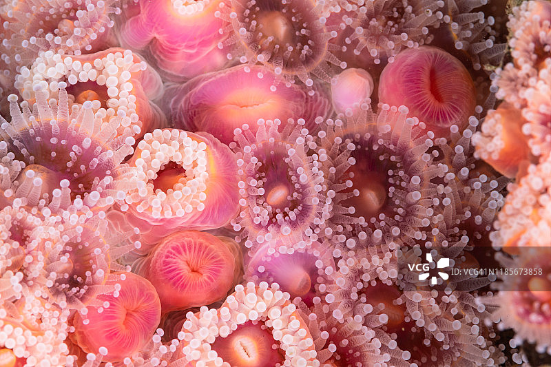 水下草莓海葵图片素材