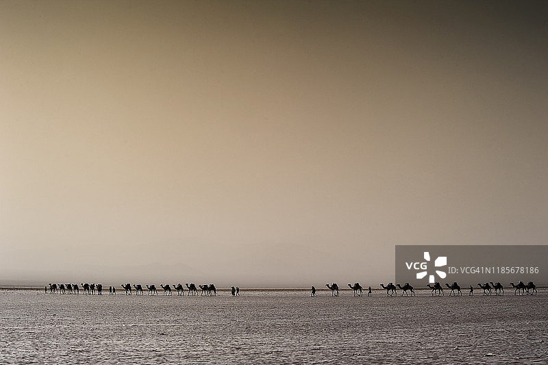 埃塞俄比亚达纳基勒沙漠中沙尘暴前方的骆驼商队图片素材