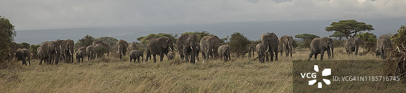 象群穿越稀树草原图片素材