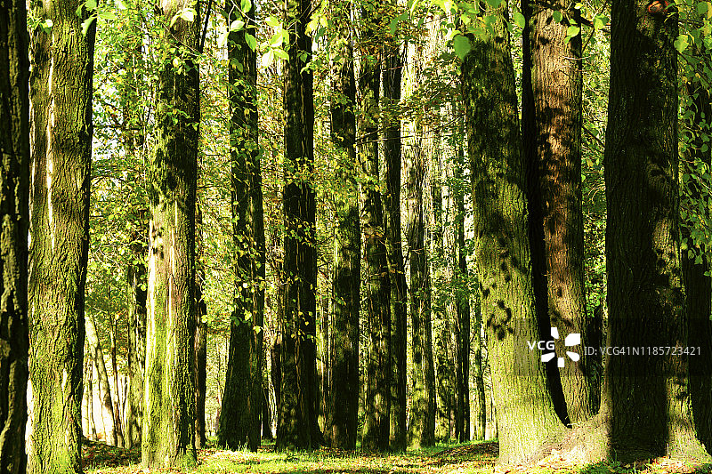 绿色自然风光图片素材