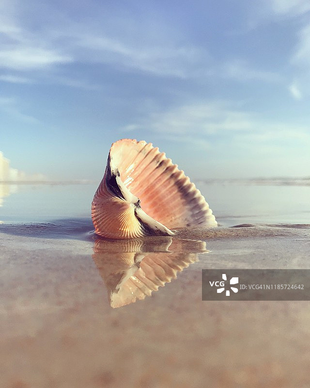 海滩上冲刷上来的粉色蛤蜊壳图片素材