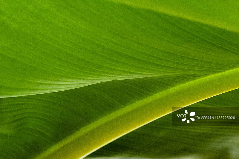 鲜艳的绿色香蕉叶特写图片素材