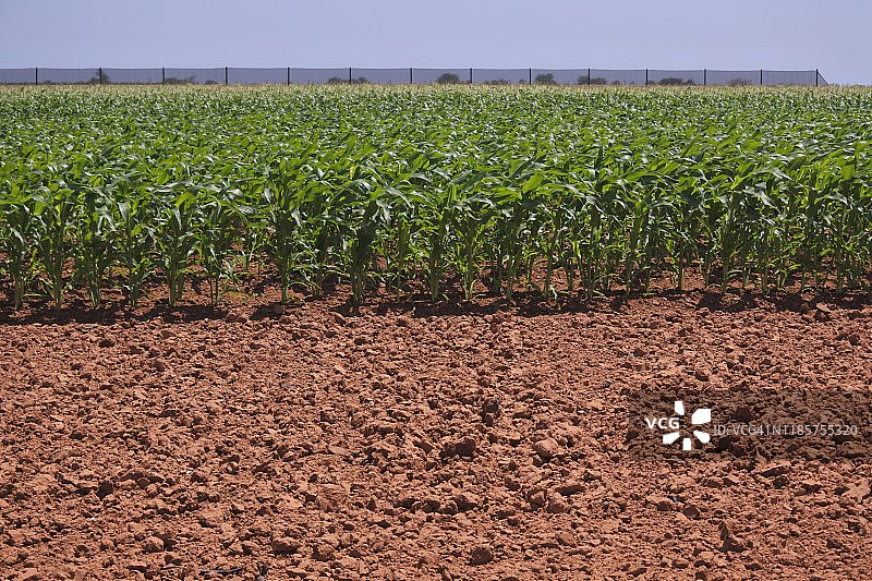 西澳大利亚田野里的绿色农作物图片素材