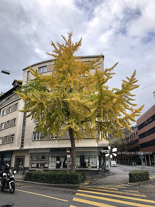 瑞士比尔市中心街道上的银杏树图片素材