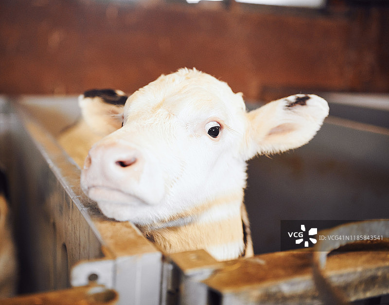 非常可爱的小牛图片素材