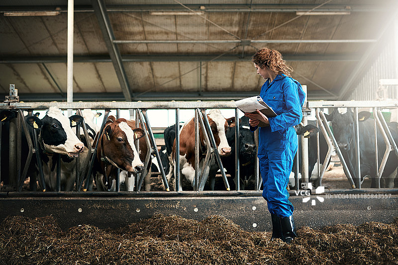 养牛业：了解牛群图片素材