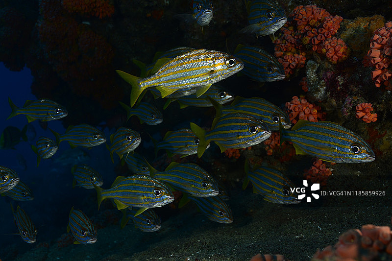 小口石鲈图片素材