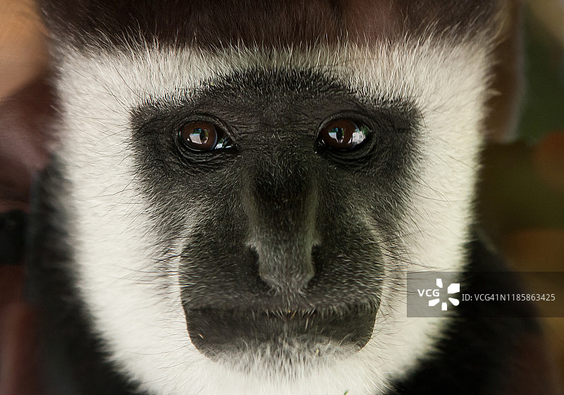 长臂猿面部特写图片素材