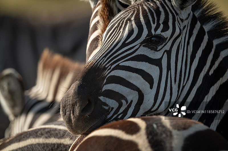 正在休息的平原斑马特写图片素材