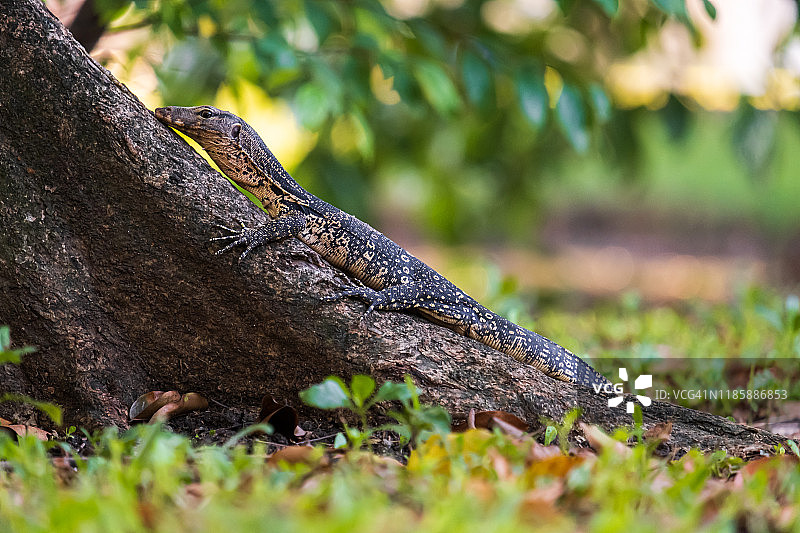 曼谷伦披尼公园日落时的水巨蜥图片素材