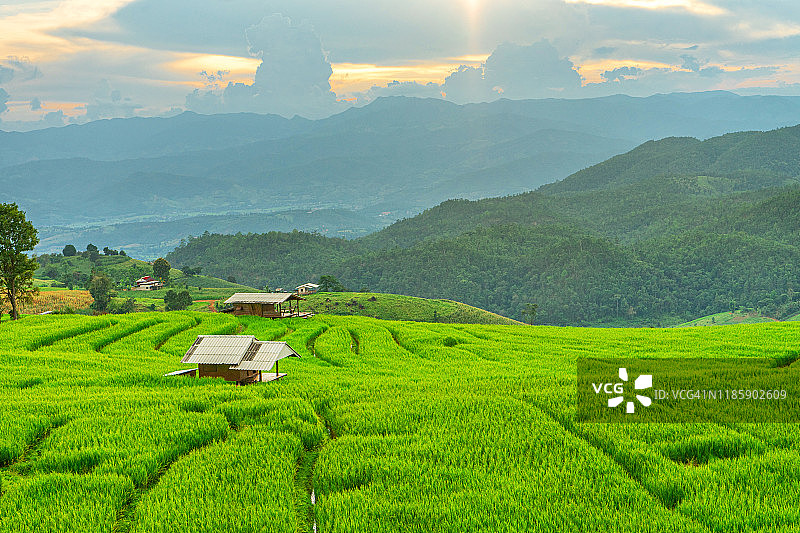 泰国清迈府湄占县的梯田图片素材