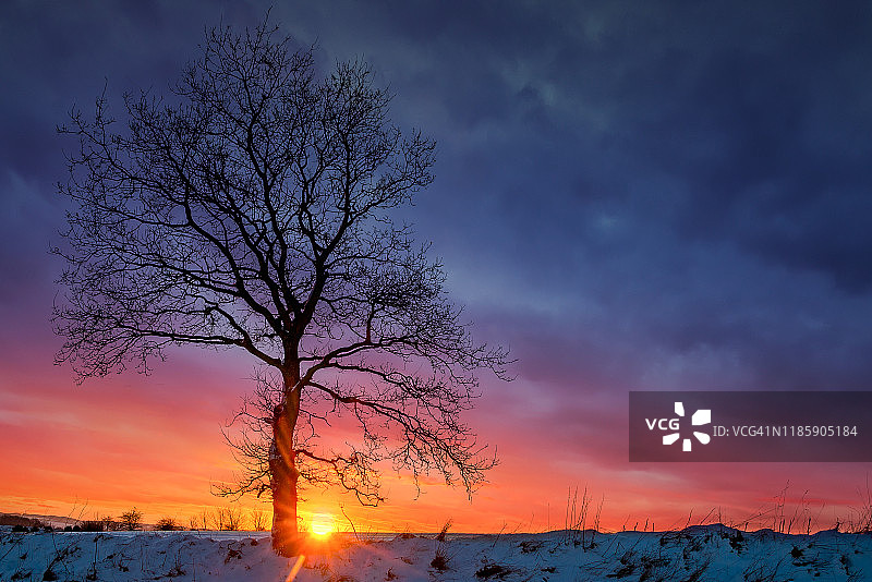 孤独的树图片素材